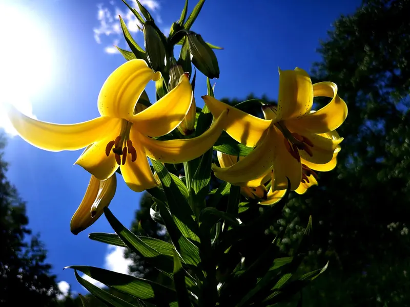 Yellow Caucasian lilies against a blue sky